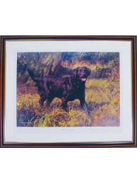 Black Labrador Framed Print