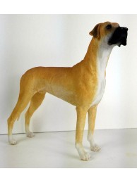 Great Dane - Fawn