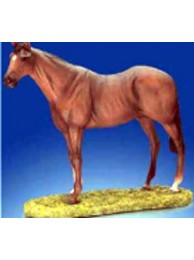 Thoroughbred Horse