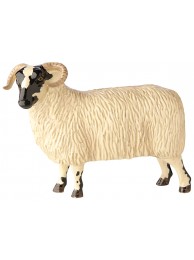 Blackfaced Ewe