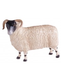 Scottish Blackface Ewe