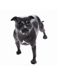Staffordshire Bull Terrier Black