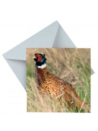 Card A Moments Peace