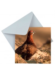 Card A Room With A View