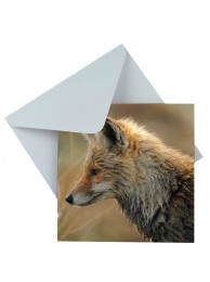 Card Looking For The Lunch