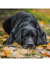 Pretty Please Canvas Print