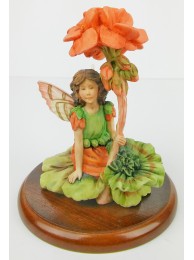 Geranium Fairy