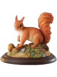 Red Squirrel