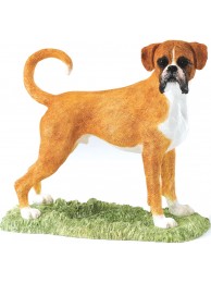 Boxer (fawn & White)