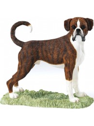 Boxer (brindle & White)