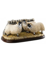 Swaledale Sheep