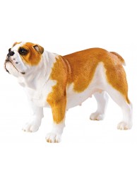 Bulldog Standing