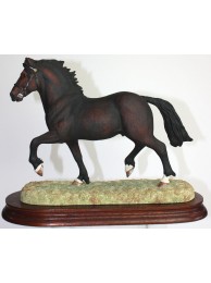 Welsh Cob Stallion Bay