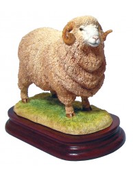 Merino Ram