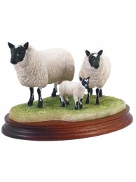 Speckle-faced Beulah Ram| Ewe & Lamb