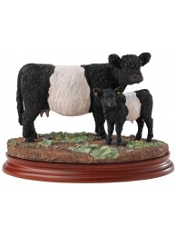 Galloway Cow & Calf Belted
