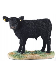 Galloway Calf (black)