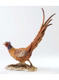 Pheasant