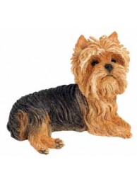 Yorkshire Terrier Lying