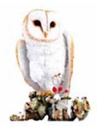 Barn Owl On Winter Branch