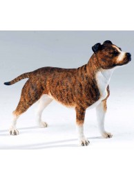 Staffordshire Bull Terrier Brindle