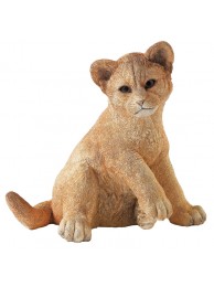 Lion Cub-innocence
