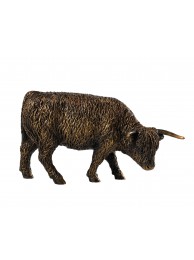 Highland Cow Grazing