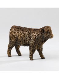 Highland Calf Walking